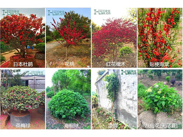 苗木的出产与销售